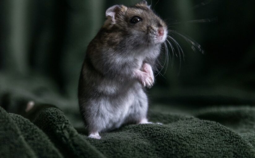En annan hamster. Foto Frenjamin Benklin / Unsplash
